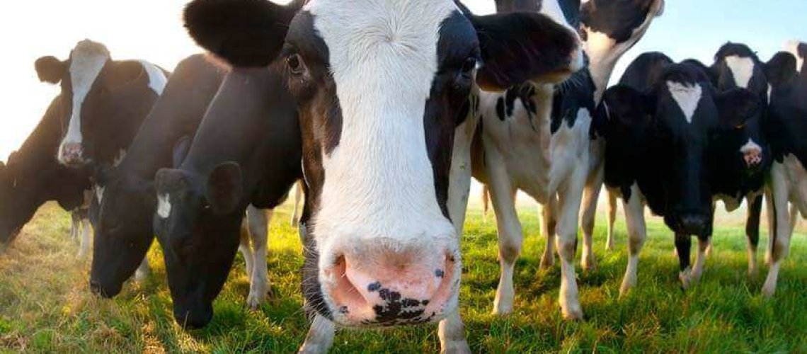 cattle-7-18-18.jpg