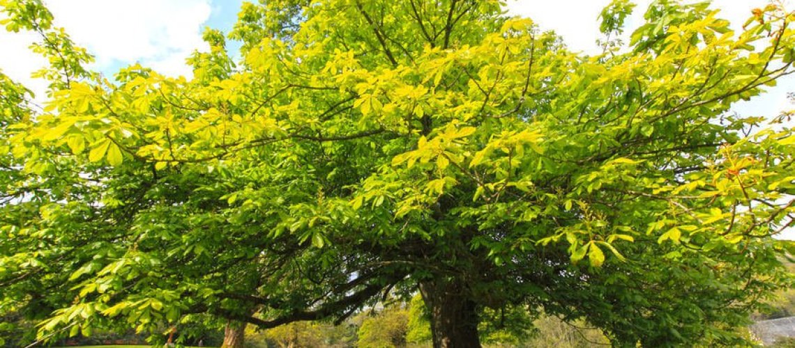 chestnut4567.jpg