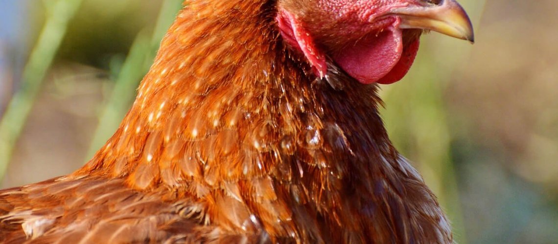chicken-.jpg