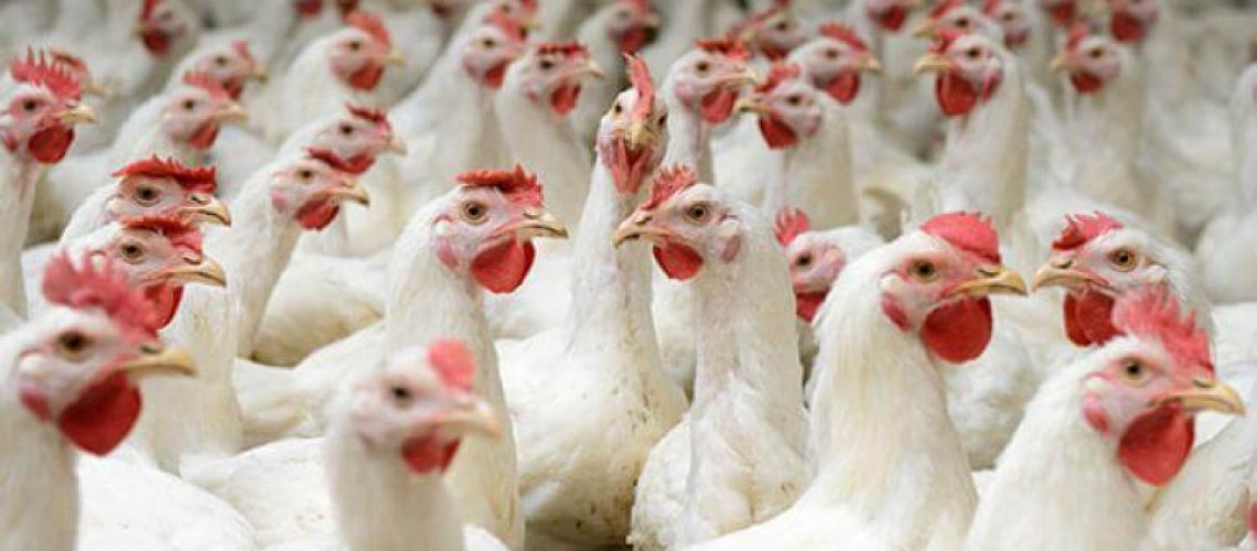 chickens595.jpg