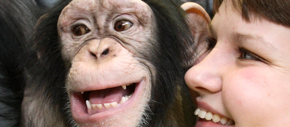 chimpanzee-and-human-1024x689.jpg