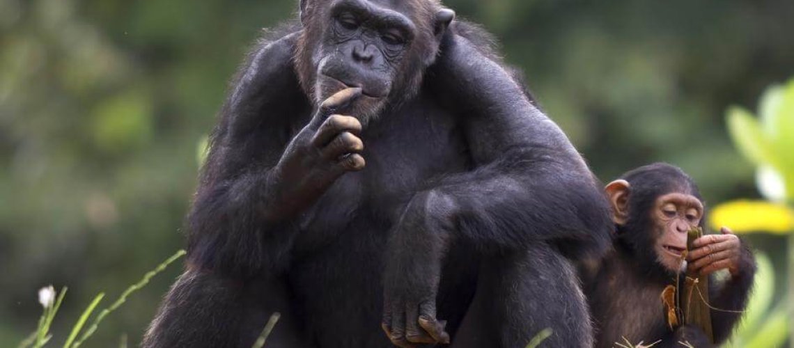 chimps-12-11-18.jpg