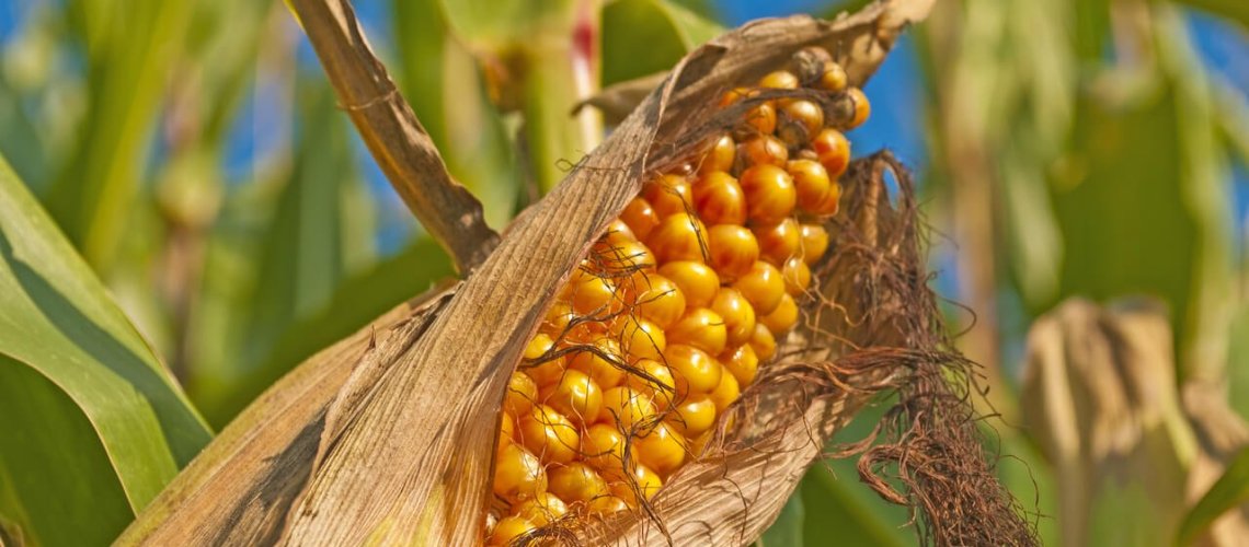 corn-6-29-18.jpg