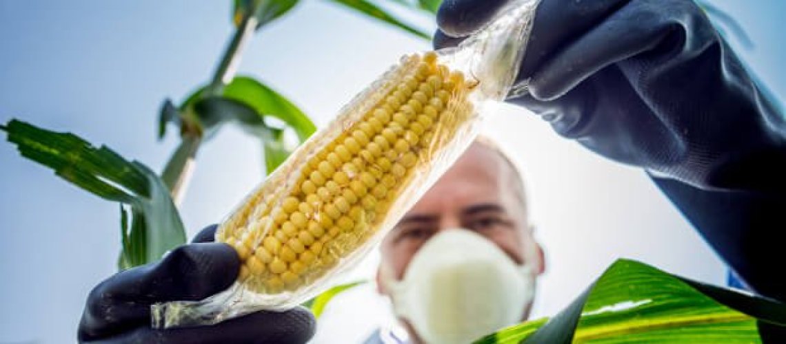 corn-9-12-18.jpg