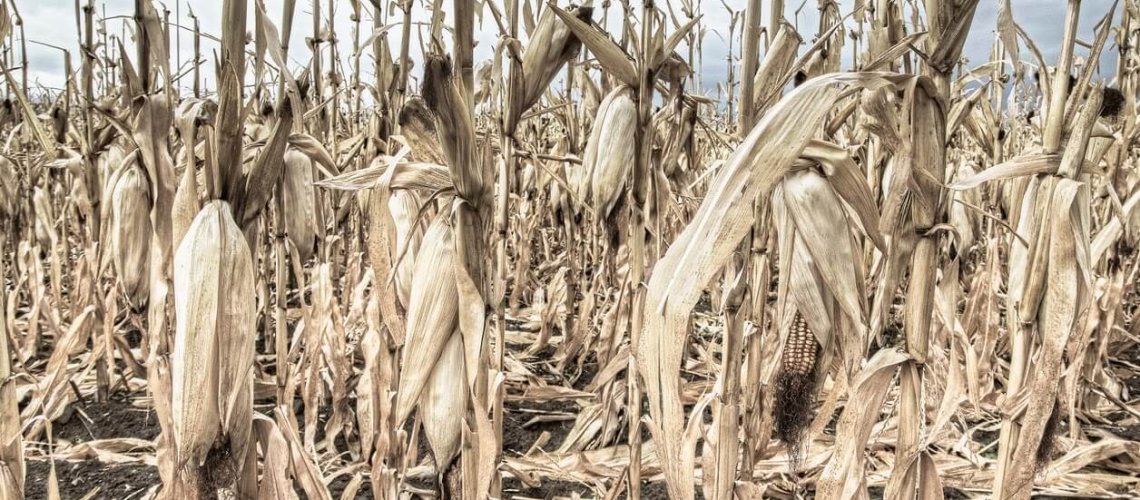 corn-dead.jpg