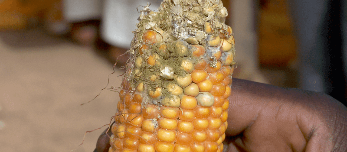 corn.png