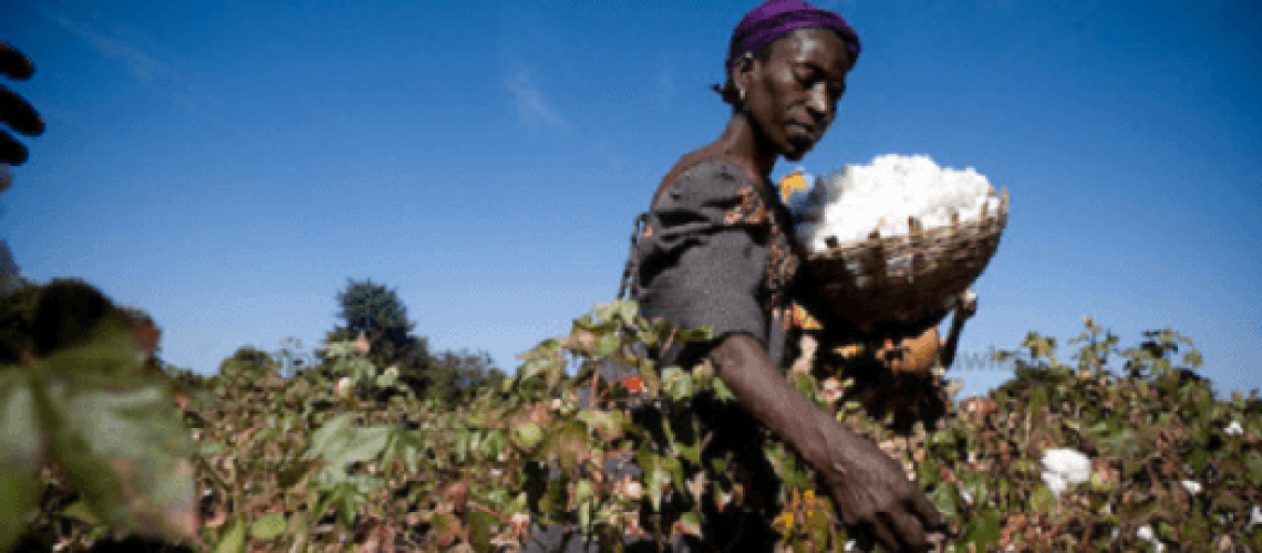 cotton-10-31-18-1.jpg.png