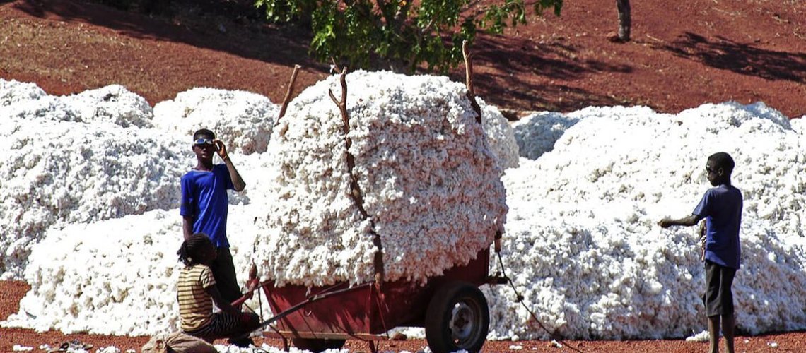 cotton-12-11-18.jpg