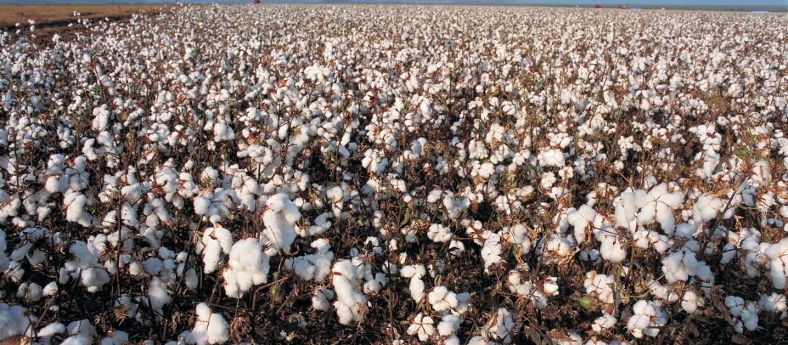 cotton-8-23-18.jpg