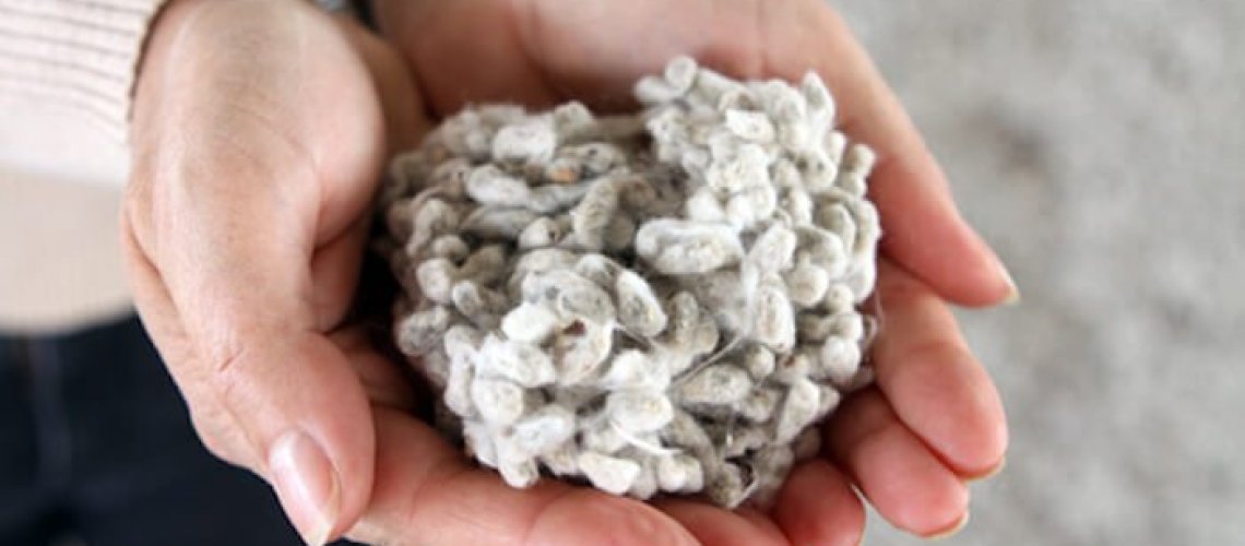 cotton-seeds.jpg