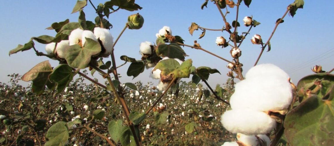 cotton_crop_cotton_tree_plant.jpg