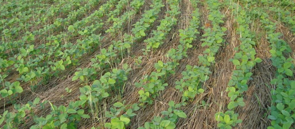cover-crops-11-8-18-1024x768.jpg