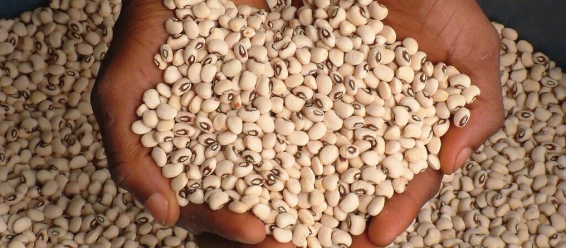 cowpea-1024x480.jpg