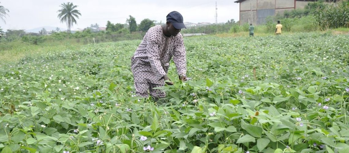 cowpea-iita-pic.jpg