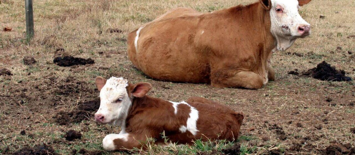 cows-cloned.jpg