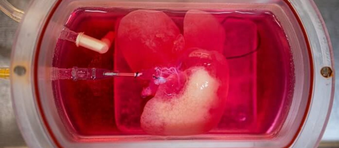 d-db-c-d-c-lab-grown-mini-liver-.jpg