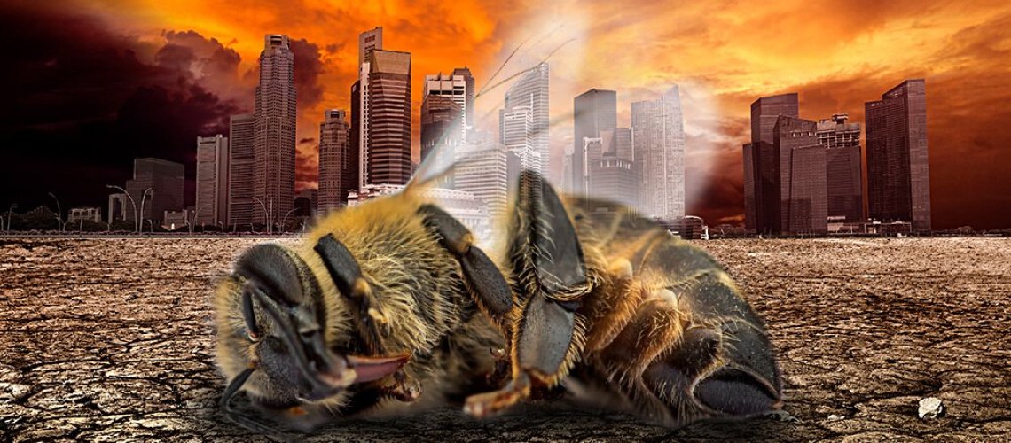 dead-bee-desolate-city.jpg