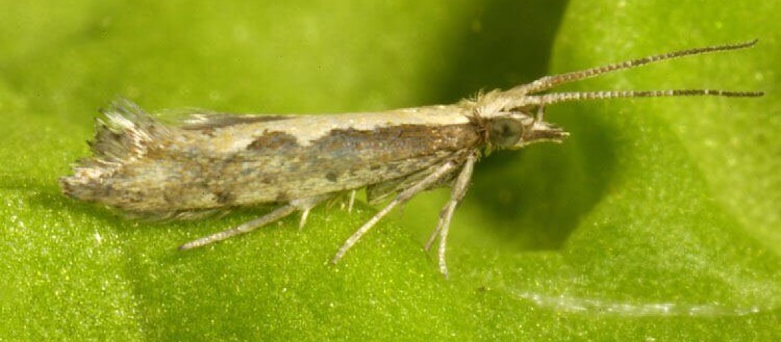 diamondback-moth-5-16-18.jpg
