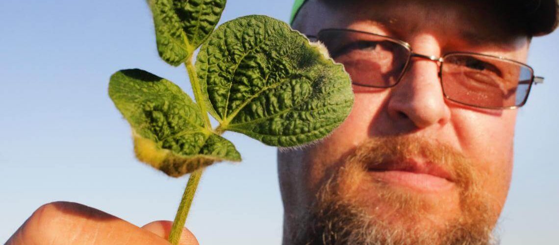 dicamba.jpg