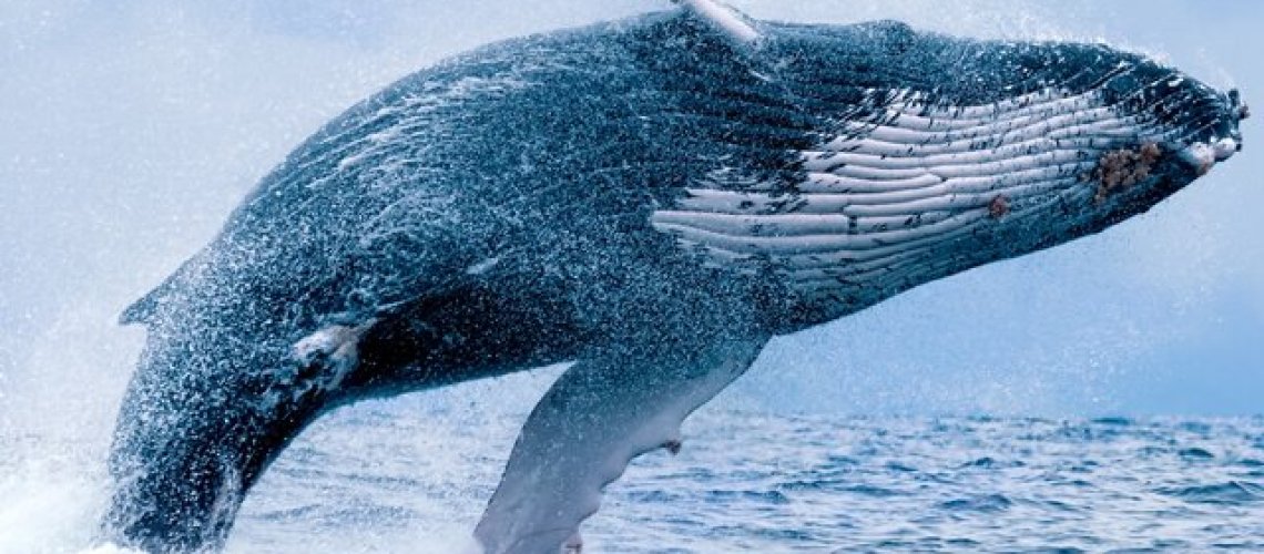fcc-d-d-f-b-d-cf-de-whale.jpg