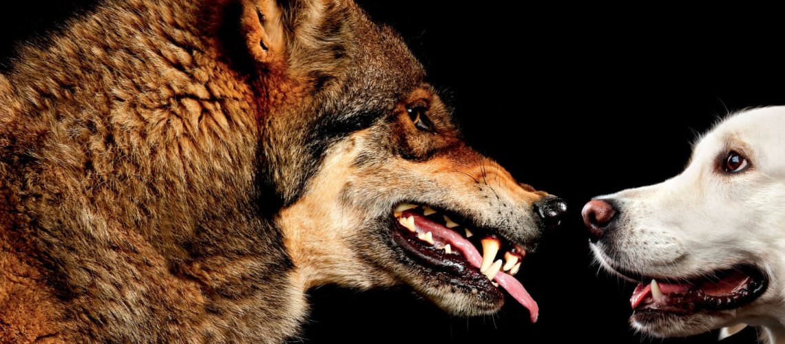 feature-wolf-dog-opener-tyccxz.jpg