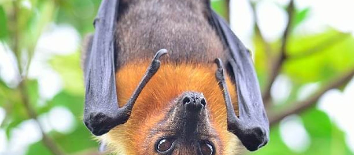 fruit-bat.jpg