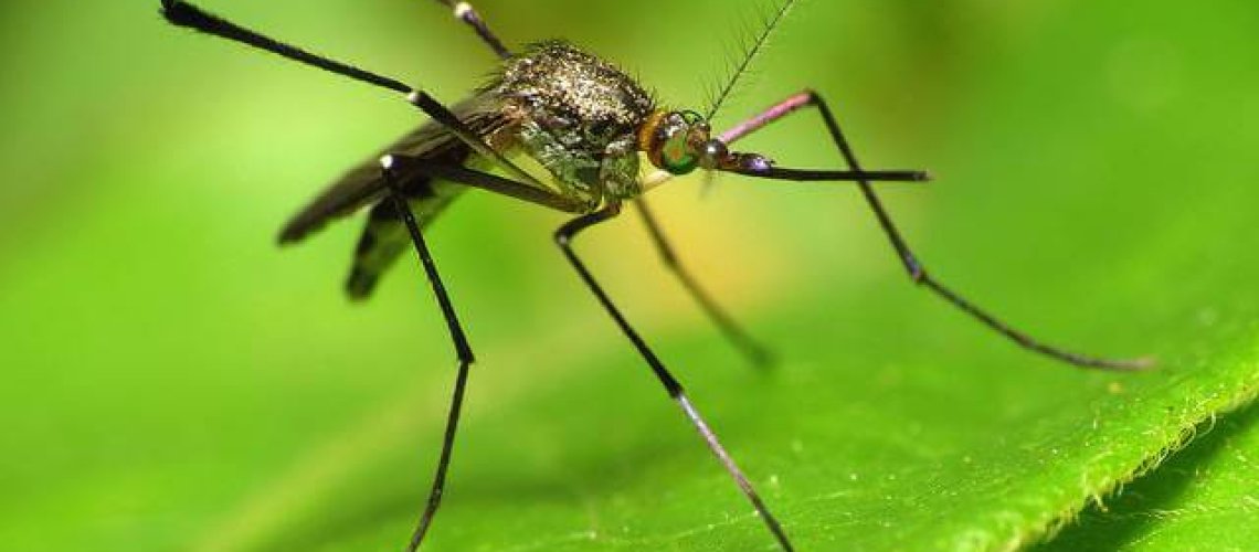 gene-drive-11-19-18.jpg