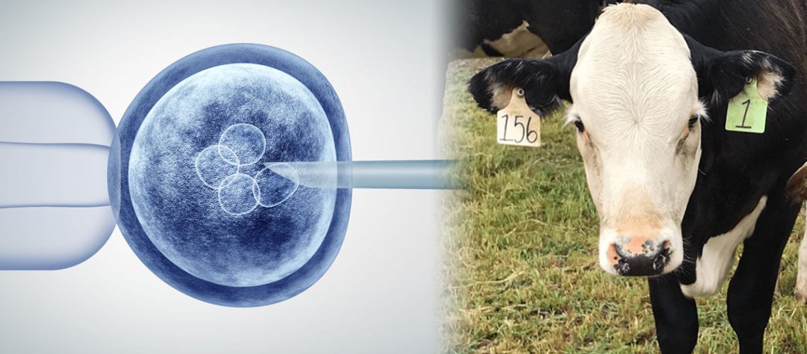 gene-editing-invitro-crispr-and-cows-x-a.jpg