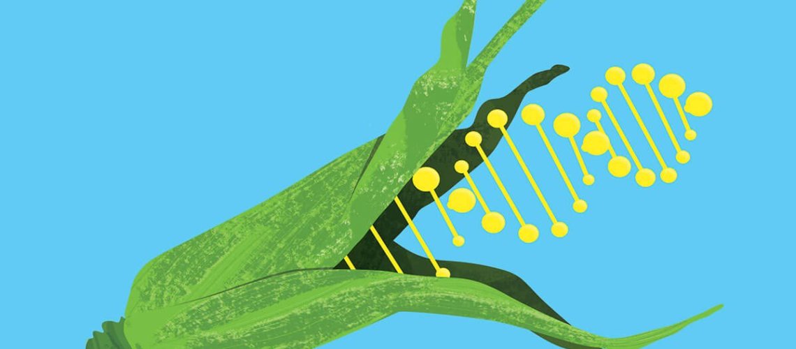 genetically-modify-food-debate.jpg