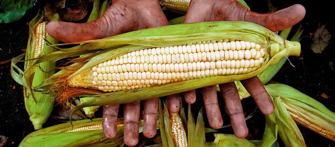 gettycorn-cd-f-b-d-b-aeef.jpg