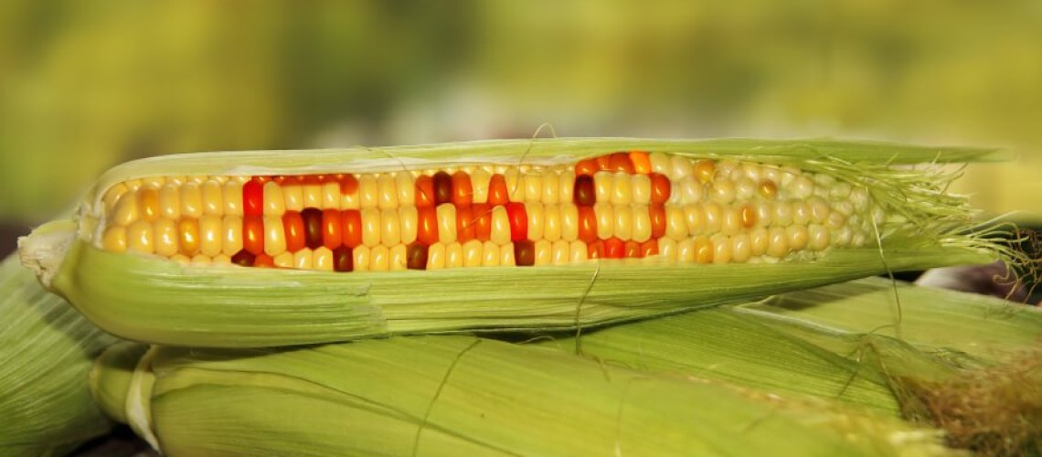 gmo-12-12-18.jpg
