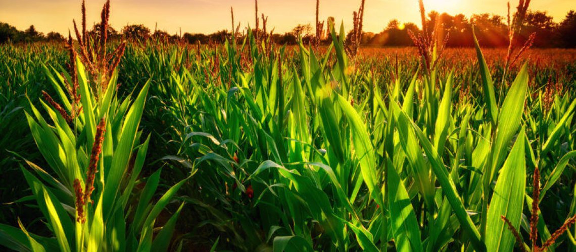 gmo-corn-field-x-.jpg
