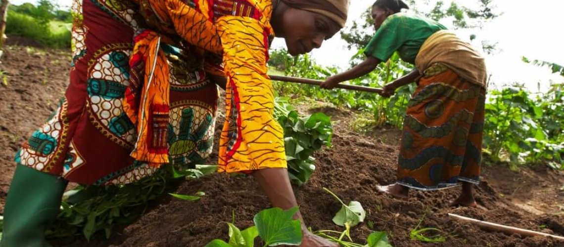growing-sweet-potatoes-in-tanzania-x-.jpg