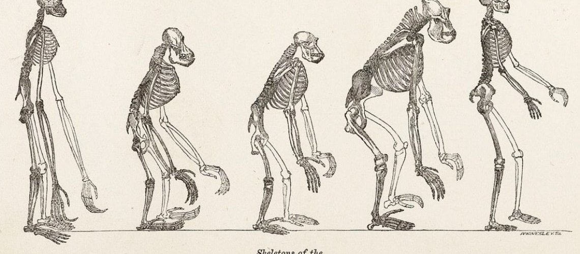 hoved-paleoprimatologi-x-.jpg