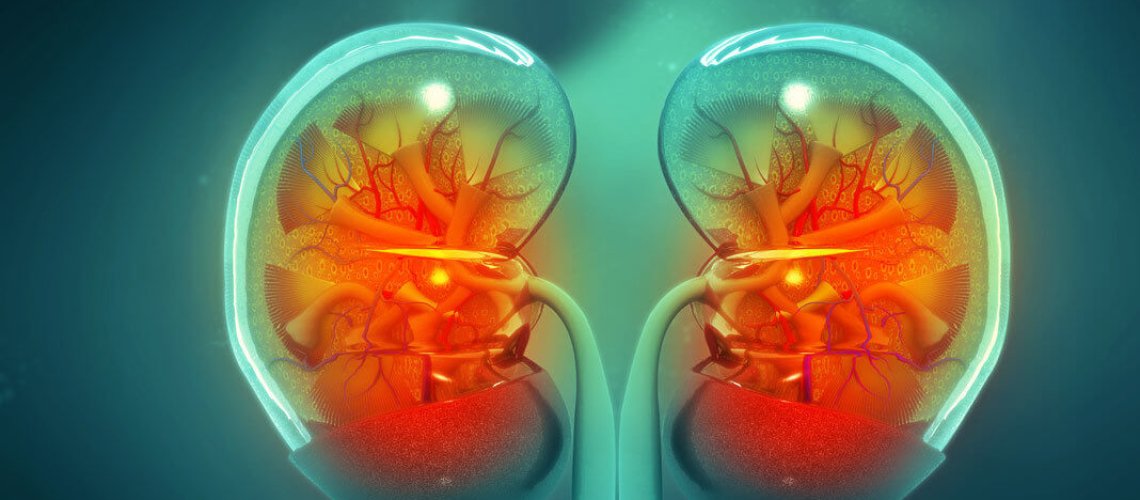 human-kidney-cross-section-d-printing-biotechnology-shutterstock-x-.jpg