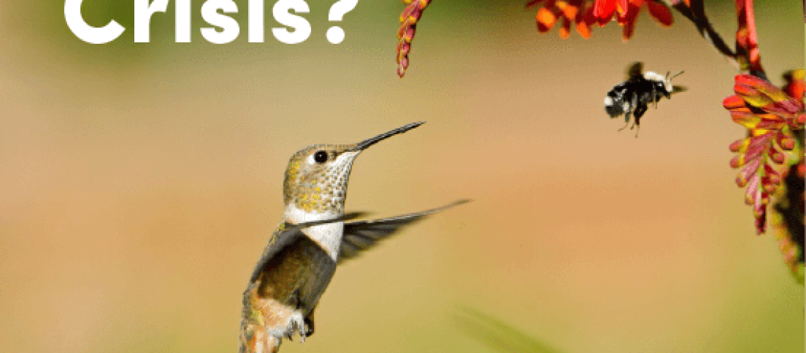 hummingbird-bee-crisis-.png