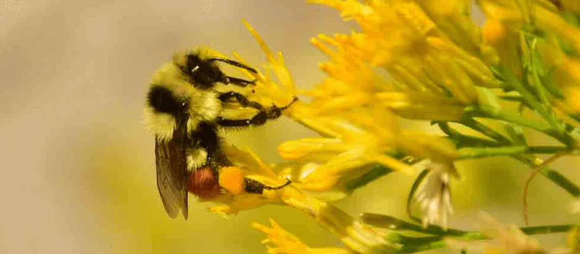 hunts-bumblebee_blogheader_Tom-Koerner_USFWS.fw_-1024x512-e1519833462105.png