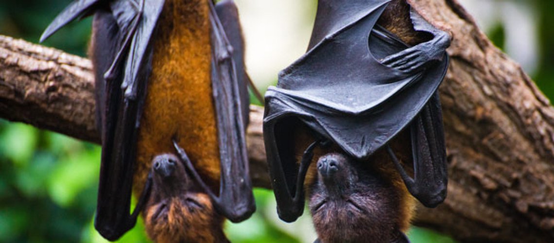 influenza-in-bats-tp-.jpg