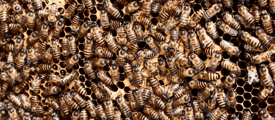 insect-collapse.png