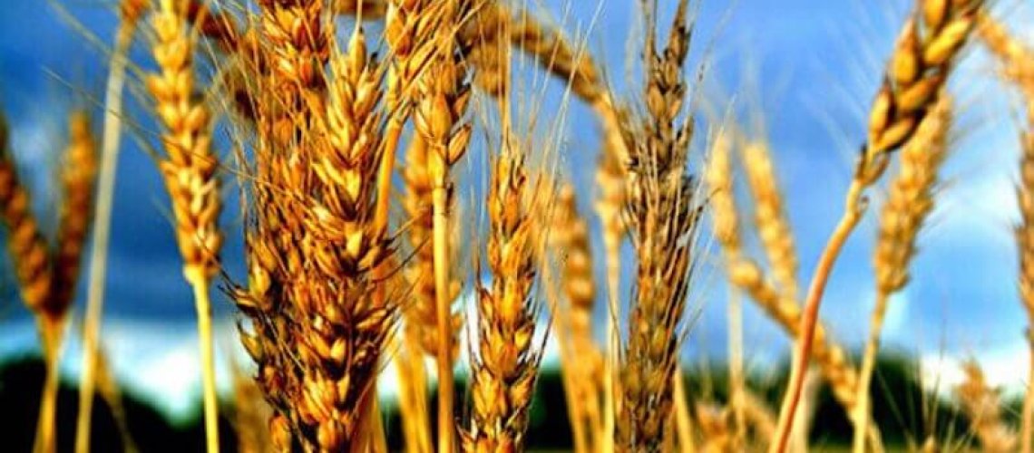 japan-calls-for-more-gmo-info-before-lifting-us-wheat-ban-strict-xxl-.jpg