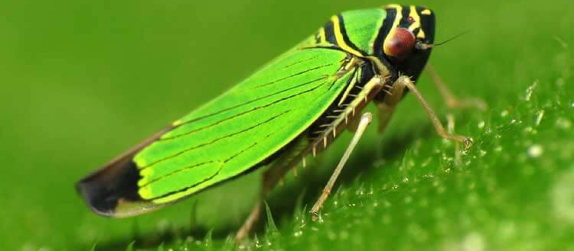 leafhopper-10-18-19.jpg