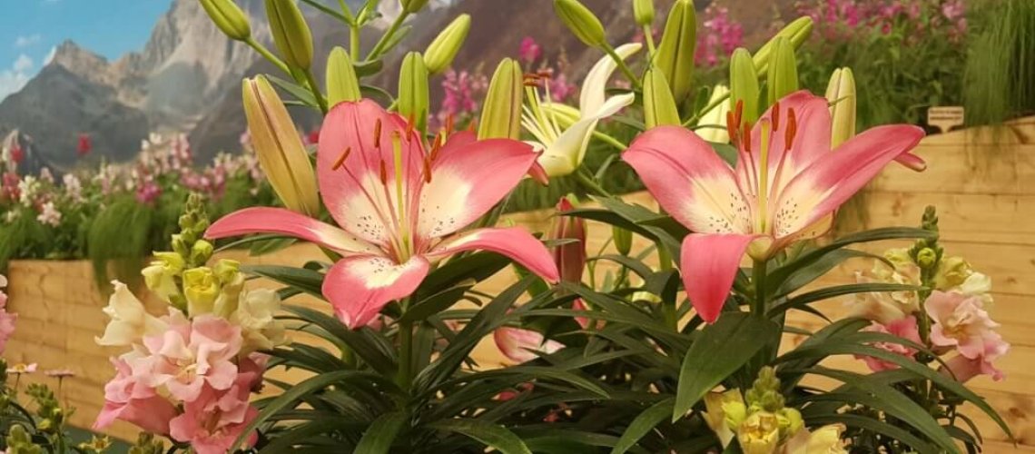 lillies-in-the-valley-1024x768.jpg