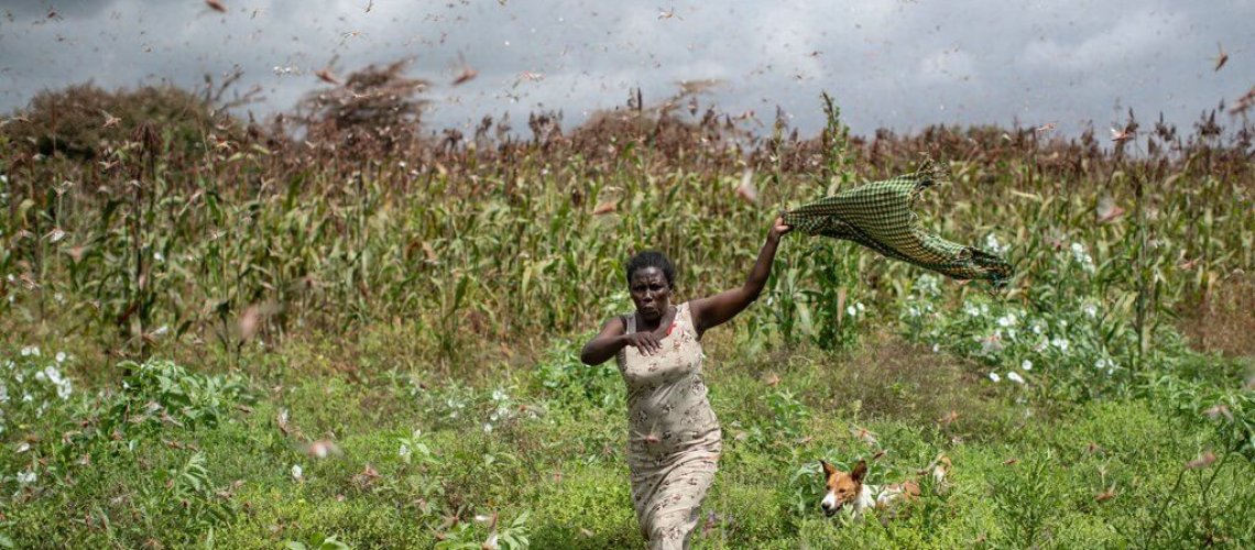 locusts.jpg