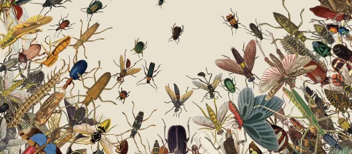 mag-insects-image-superjumbo-v-.jpg