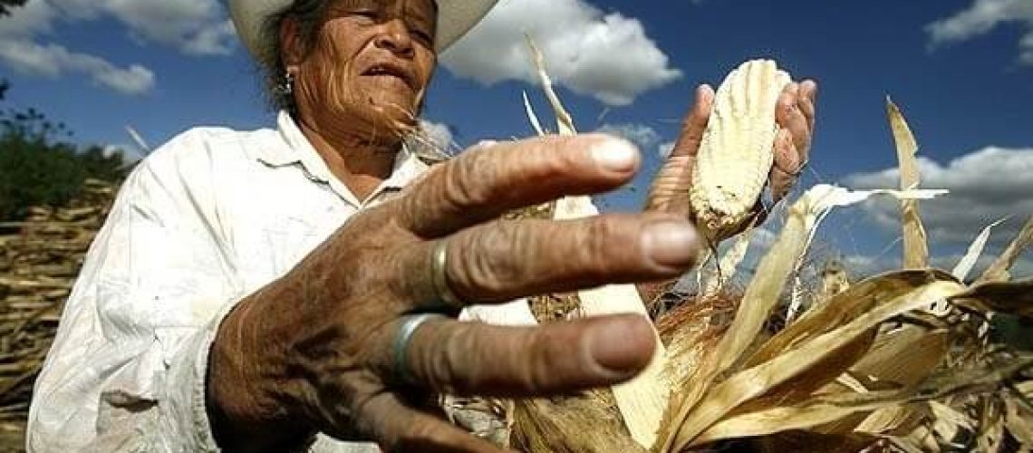 maiz-mexico.jpg