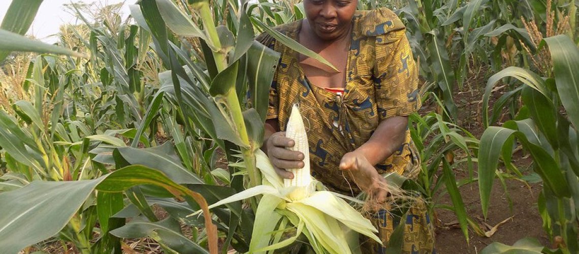 maize-standard.jpg