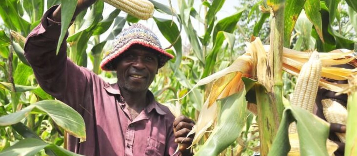 maize9-2_0.jpg