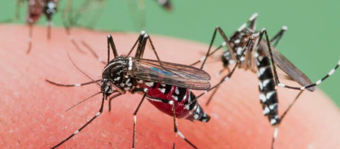 malaria-3-9-18.jpg