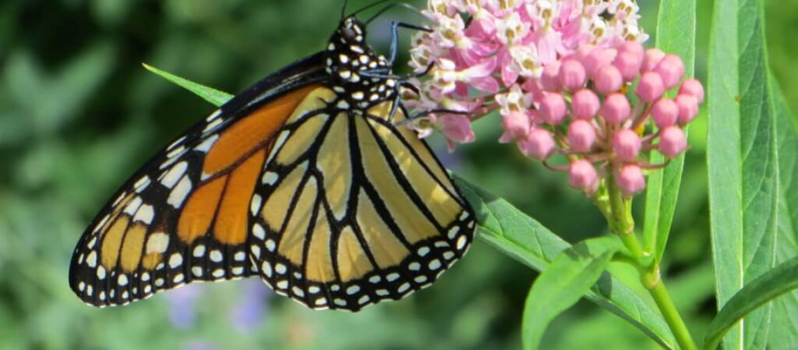 milkweed-1024x768.jpg