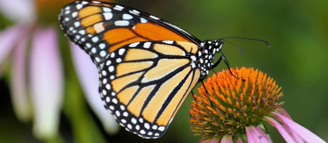 monarch-butterfly-.jpg